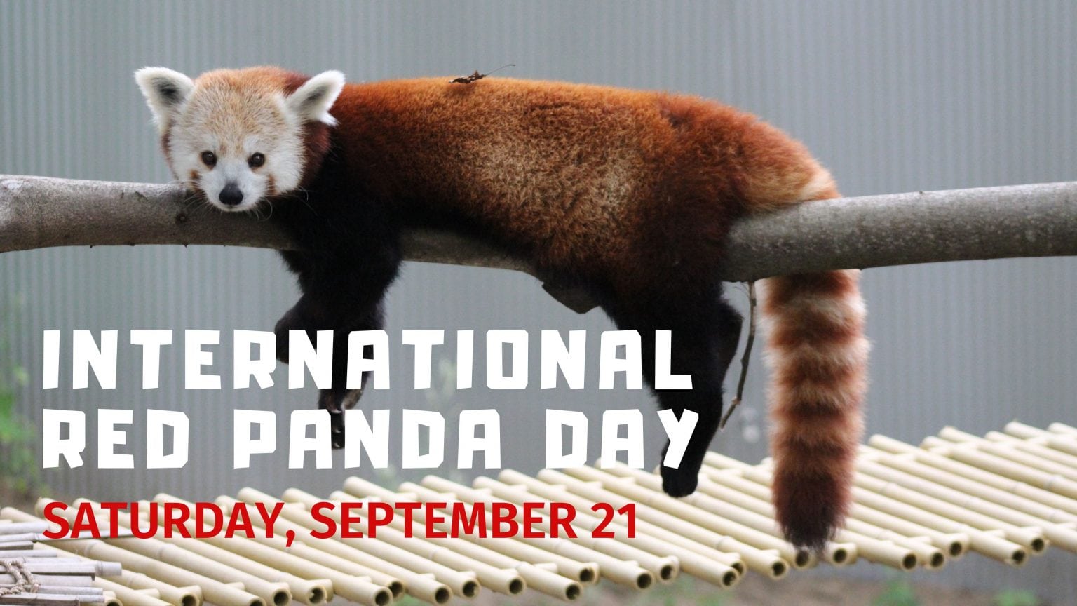 John Ball Zoo hosting International Red Panda Day this Saturday